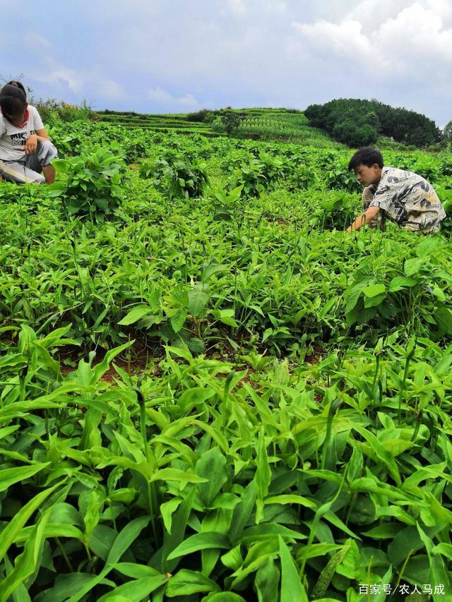 旱半夏种植新篇章：丰收喜悦的栽培之道